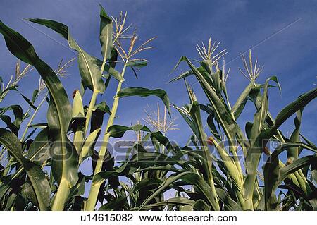 Stock Image - Green stalks of corn. Fotosearch