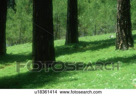 Greenery on forest floor View Large Photo Image Picture - Greenery on forest floor. Fotosearch