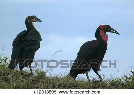 Stock Photography - Ground Horn Bill birds with red neck. Fotosearch