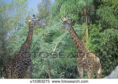 Group of Giraffes View Large Photo Image Stock Image - Group of Giraffes. Fotosearch