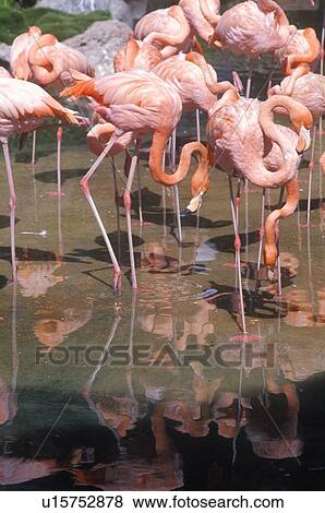 Stock Photo - Group of Pink Flamingos. Fotosearch