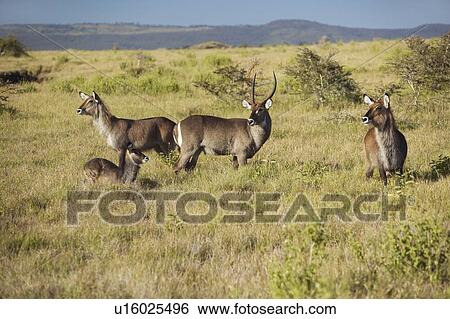 Group of waterbucks View Large Photo Image Stock Photograph - Group of waterbucks. Fotosearch