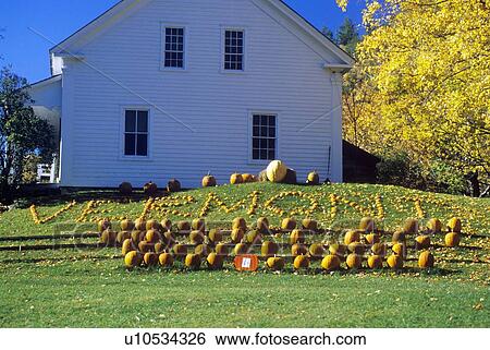 Stock Photograph - Harvested pumpkins. Fotosearch