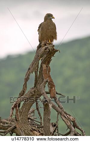 Hawk in tree View Large Photo Image Stock Image - Hawk in tree. Fotosearch