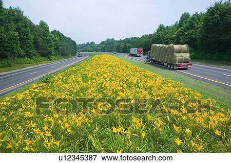 Hay truck driving on yellow flower lined state highway in rural Virginia View Large Photo Image Stock Photo - Hay truck driving on yellow flower lined state highway in rural Virginia. Fotosearch