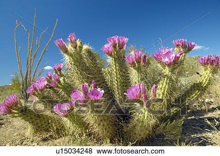 Hedgehog Cactus blooming View Large Photo Image Stock Photo - Hedgehog Cactus blooming. Fotosearch
