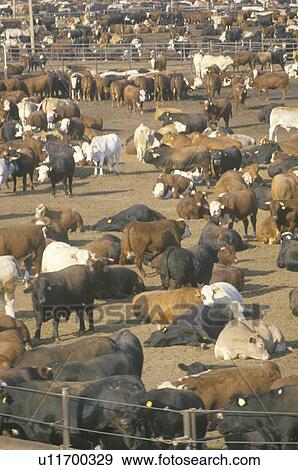 Stock Photo - Herd of cows in dairy corrals. Fotosearch