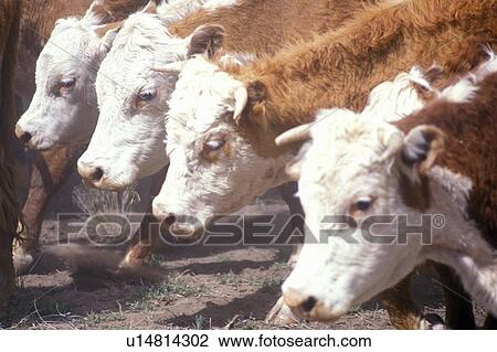 Hereford cattle feeding View Large Photo Image Stock Image - Hereford cattle feeding. Fotosearch
