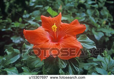Stock Photo - Hibiscus in Bloom. Fotosearch
