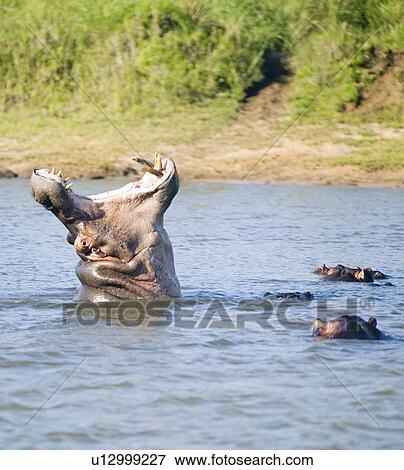 Hippo opening mouth in a sequence of shots View Large Photo Image Stock Photo - Hippo opening mouth in a sequence of shots. Fotosearch