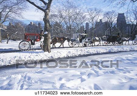 Horse carriage ride in Central Park View Large Photo Image Stock Image - Horse carriage ride in Central Park. Fotosearch
