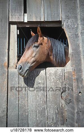 Stock Photo - Horse in barn window. Fotosearch