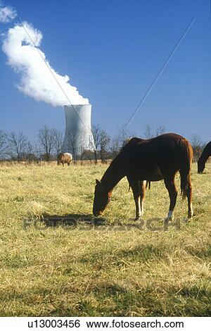 Horse in front of a nuclear power plant View Large Photo Image Stock Photograph - Horse in front of a nuclear power plant. Fotosearch