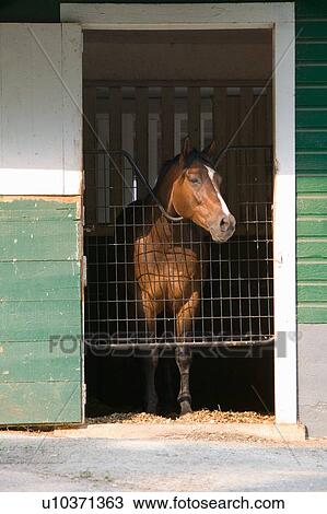 Stock Image - Horse in stable with door open. Fotosearch