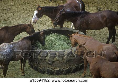 Stock Image - Horses feeding. Fotosearch