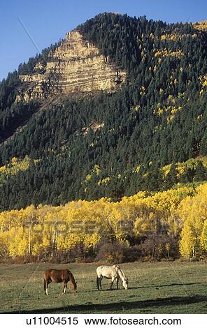 Horses Grazing Near Autumn Aspens, Colorado View Large Photo Image Stock Photography - Horses Grazing Near Autumn Aspens, Colorado. Fotosearch