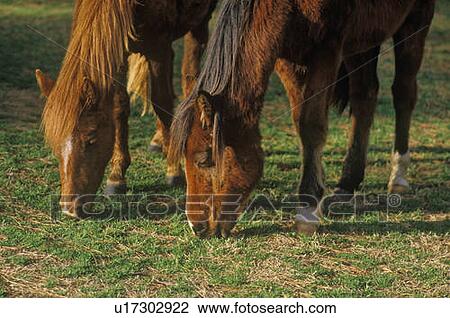 Stock Image - Horses grazing. Fotosearch