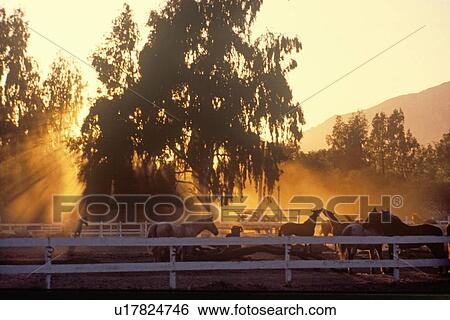 Horses in corral at sunset View Large Photo Image Stock Photograph - Horses in corral at sunset. Fotosearch