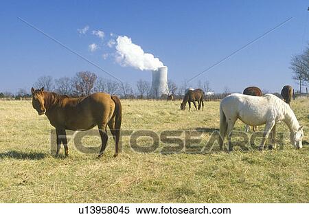 Horses in front of a nuclear power plant View Large Photo Image Stock Photography - Horses in front of a nuclear power plant. Fotosearch