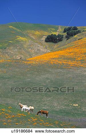 Picture - Horses in poppy field and wildflowers. Fotosearch