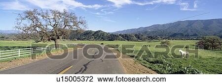 Horses, Santa Ynez Mountains in Spring, Santa Barbara, California View Large Photo Image Stock Image - Horses, Santa Ynez Mountains in Spring, Santa Barbara, California. Fotosearch