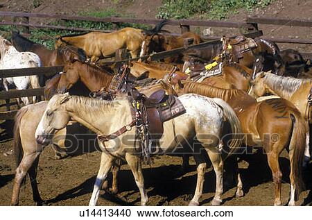 Stock Image - Horses. Fotosearch