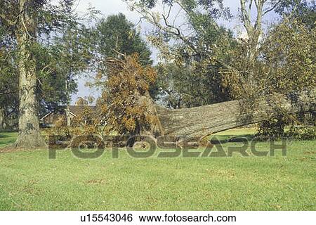Hurricane Andrew damage View Large Photo Image Stock Photograph - Hurricane Andrew damage. Fotosearch