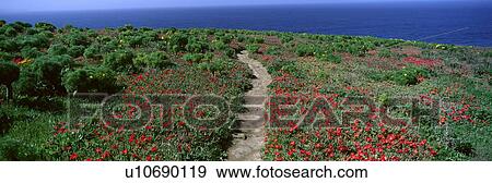 Ice Plants and Coreopsis in Springtime, Channel Islands, California View Large Photo Image Stock Photo - Ice Plants and Coreopsis in Springtime, Channel Islands, California. Fotosearch