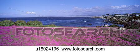 Stock Photograph - Ice Plants and Coreopsis in Springtime, Channel Islands, California. Fotosearch