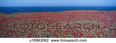 Stock Image - Iceplant and coreopsis on Anacapa Island, Channel Islands, California. Fotosearch