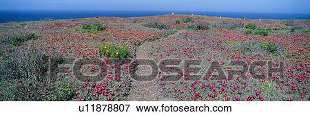 Stock Photo - Iceplant and coreopsis on Anacapa Island, Channel Islands, California. Fotosearch
