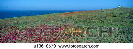 Stock Photo - Iceplant and coreopsis on Anacapa Island, Channel Islands, California. Fotosearch