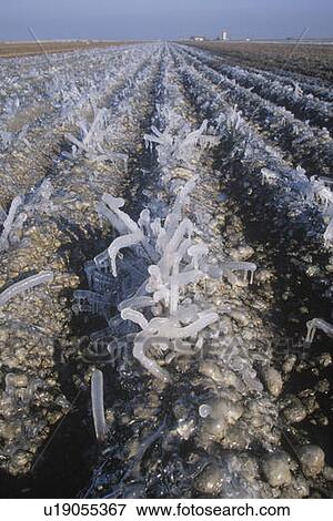 Stock Photo - Icicles in a Field. Fotosearch