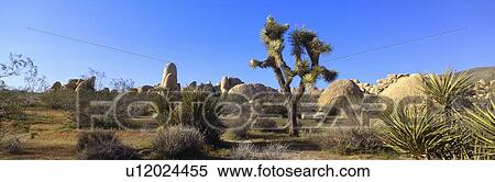 Stock Photography - Joshua Tree National Park, Spring, California. Fotosearch