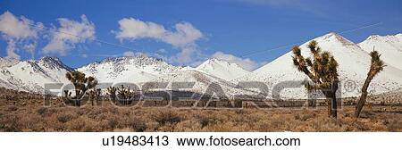 Joshua Trees In The Sierra Nevada Mountains, California View Large Photo Image Stock Image - Joshua Trees In The Sierra Nevada Mountains, California. Fotosearch