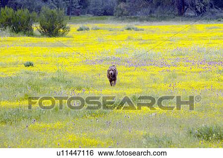 Stock Photograph - Labrador dog walking through field. Fotosearch