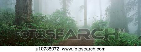 Lady Bird Johnson Grove, California View Large Photo Image Stock Image - Lady Bird Johnson Grove, California. Fotosearch