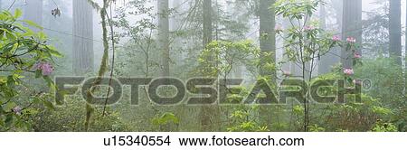 Picture - Lady Bird Johnson Grove of old-growth redwoods, California. Fotosearch