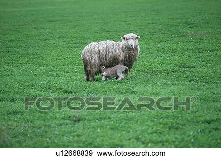 Lamb feeding from ewe in green field View Large Photo Image Stock Photo - Lamb feeding from ewe in green field. Fotosearch