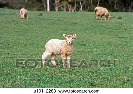 Lamb in field View Large Photo Image Stock Image - Lamb in field. Fotosearch