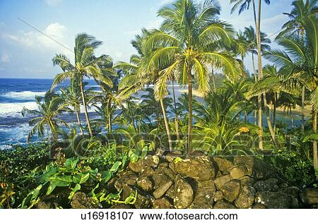 Stock Photo - Landscape of road to Hana. Fotosearch