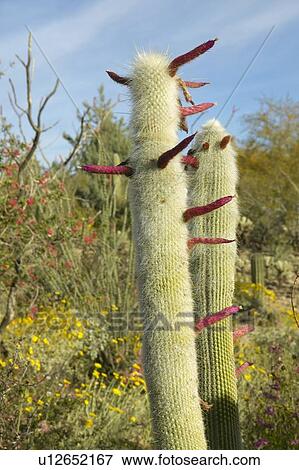 Large saguaro cactus and yellow flowers View Large Photo Image Stock Photo - Large saguaro cactus and yellow flowers. Fotosearch