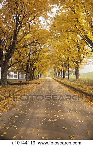 Stock Photo - Leaves are turning yellow alongside a rural road in Peacham, Vermont. Fotosearch