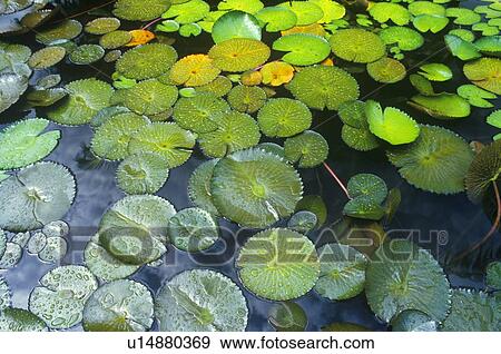 Lily pads in garden View Large Photo Image Stock Photo - Lily pads in garden. Fotosearch
