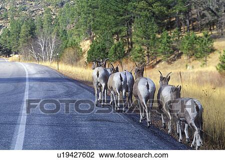 Stock Image - Line of Mountain Goats on roadside. Fotosearch