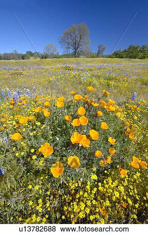Lone tree and colorful bouquet of spring flowers blossoming View Large Photo Image Stock Photo - Lone tree and colorful bouquet of spring flowers blossoming. Fotosearch