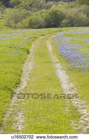 Lupine lined dirt road through spring flowers View Large Photo Image Stock Image - Lupine lined dirt road through spring flowers. Fotosearch