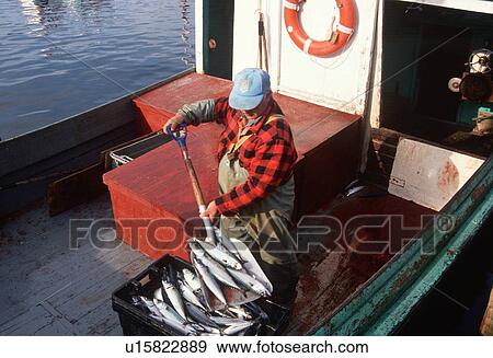 Stock Photo - Mackerel fisherman shoveling fish. Fotosearch