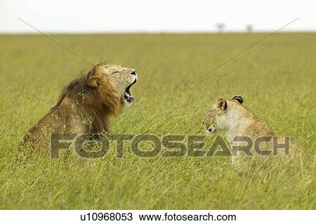 Stock Image - Male and female lion in grasslands of Masai Mara. Fotosearch