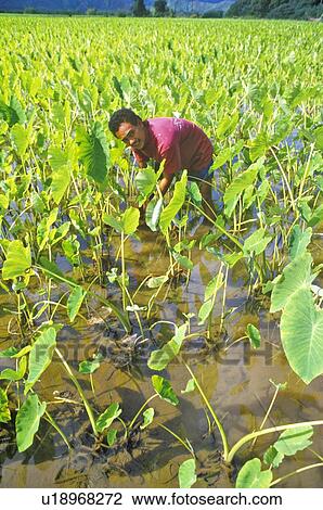 Stock Image - Man Harvesting Taro Plants. Fotosearch